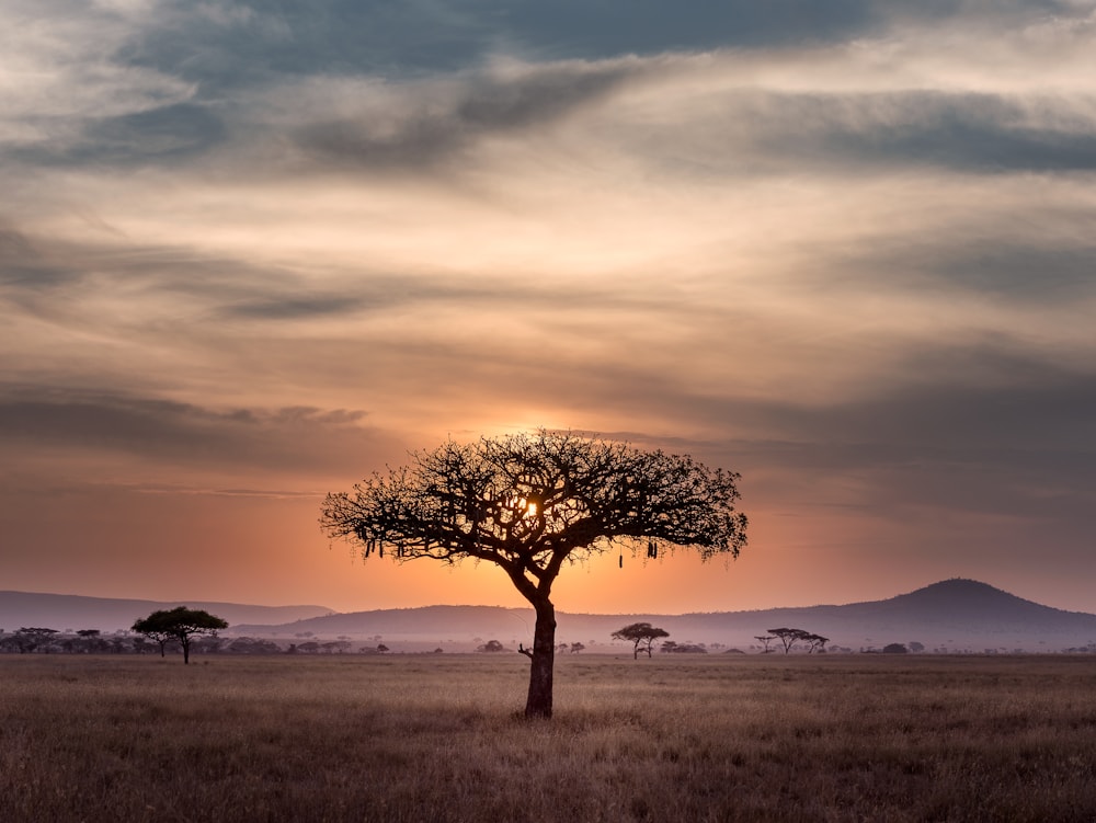 Beach & Bush in Kenya & Tanzania & Zanzibar