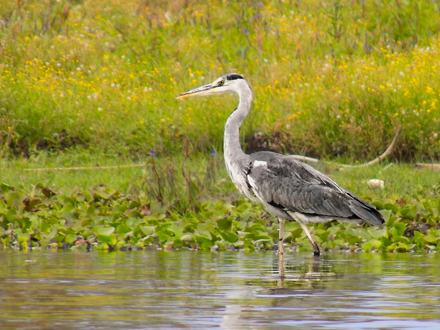 Birding Safaris overview