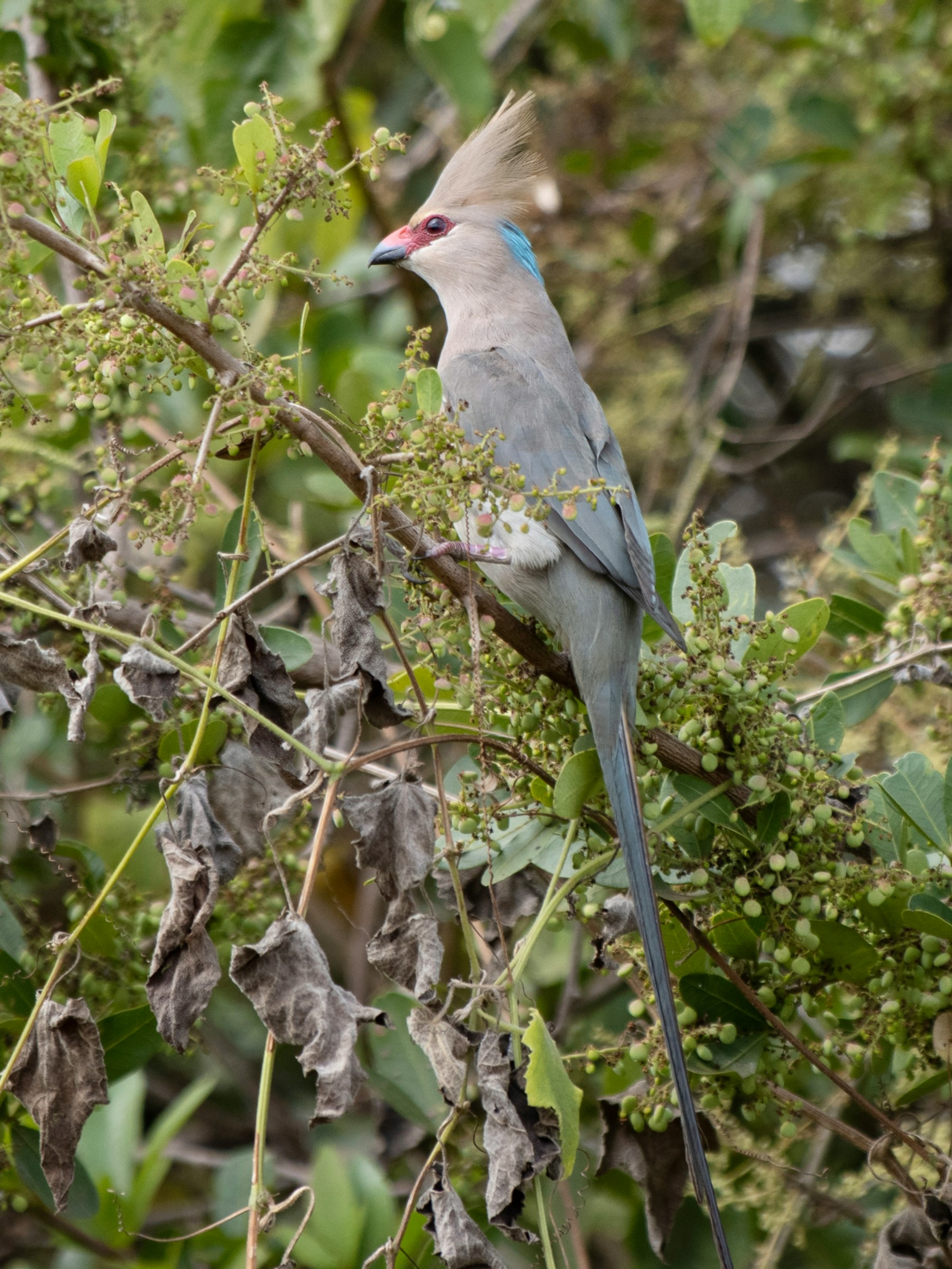Kibale, Uganda