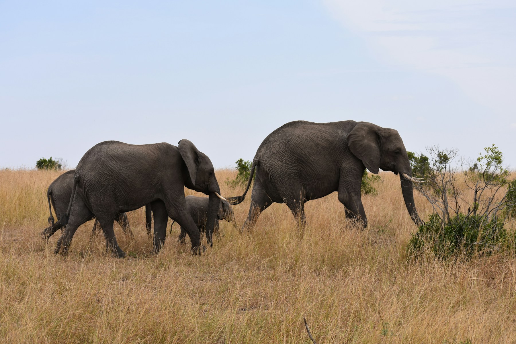 Family Safari overview