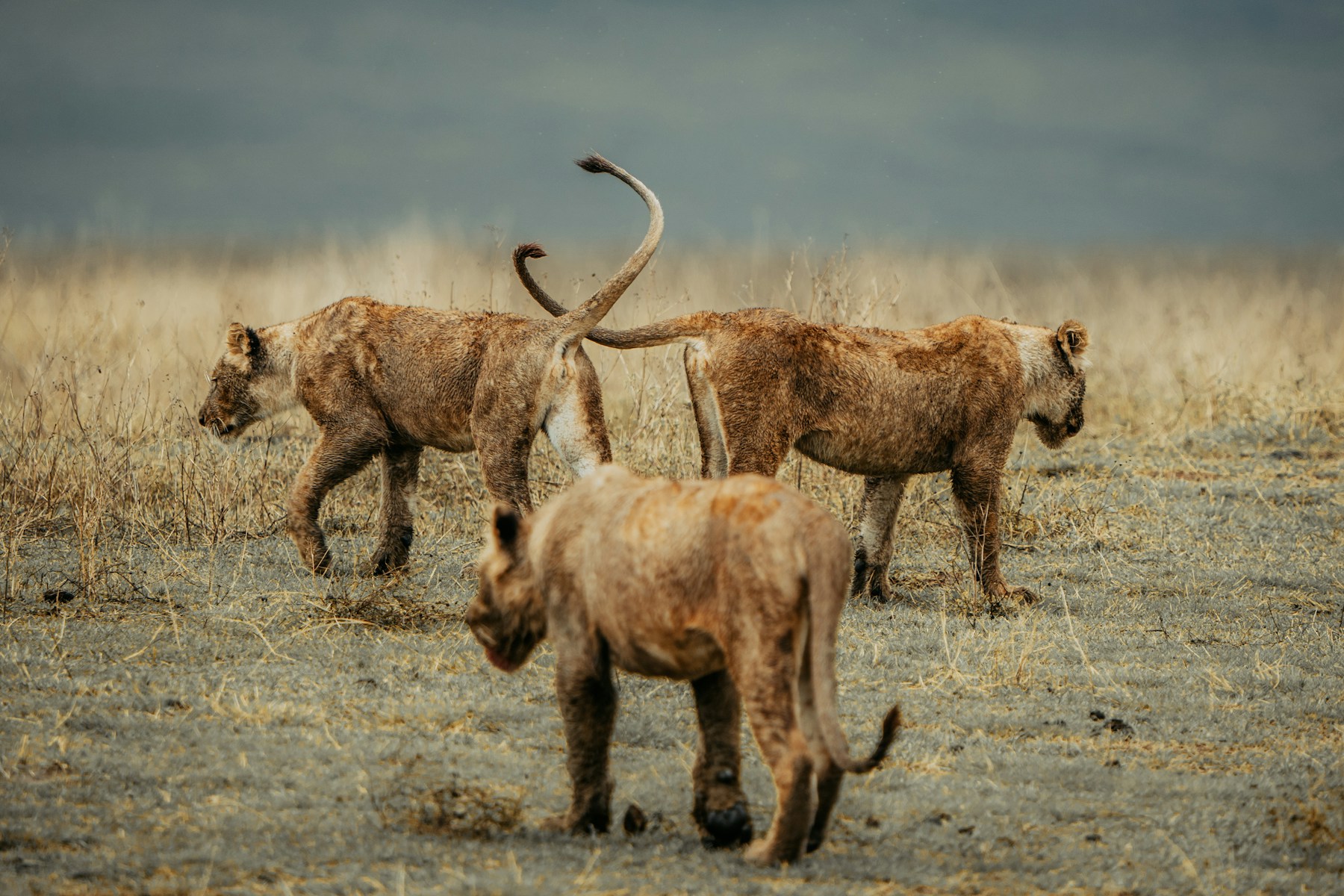 Family Safari