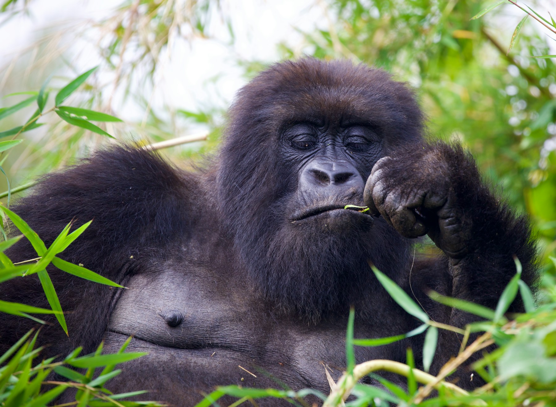 Rwanda safari landscape