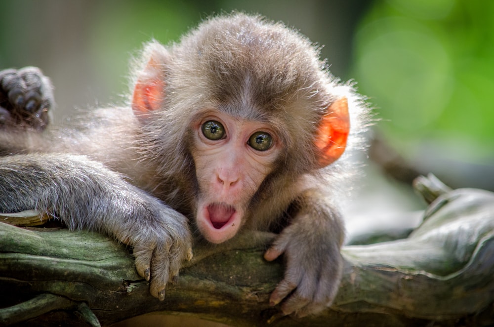 Gorilla Trekking in Uganda & Rwanda