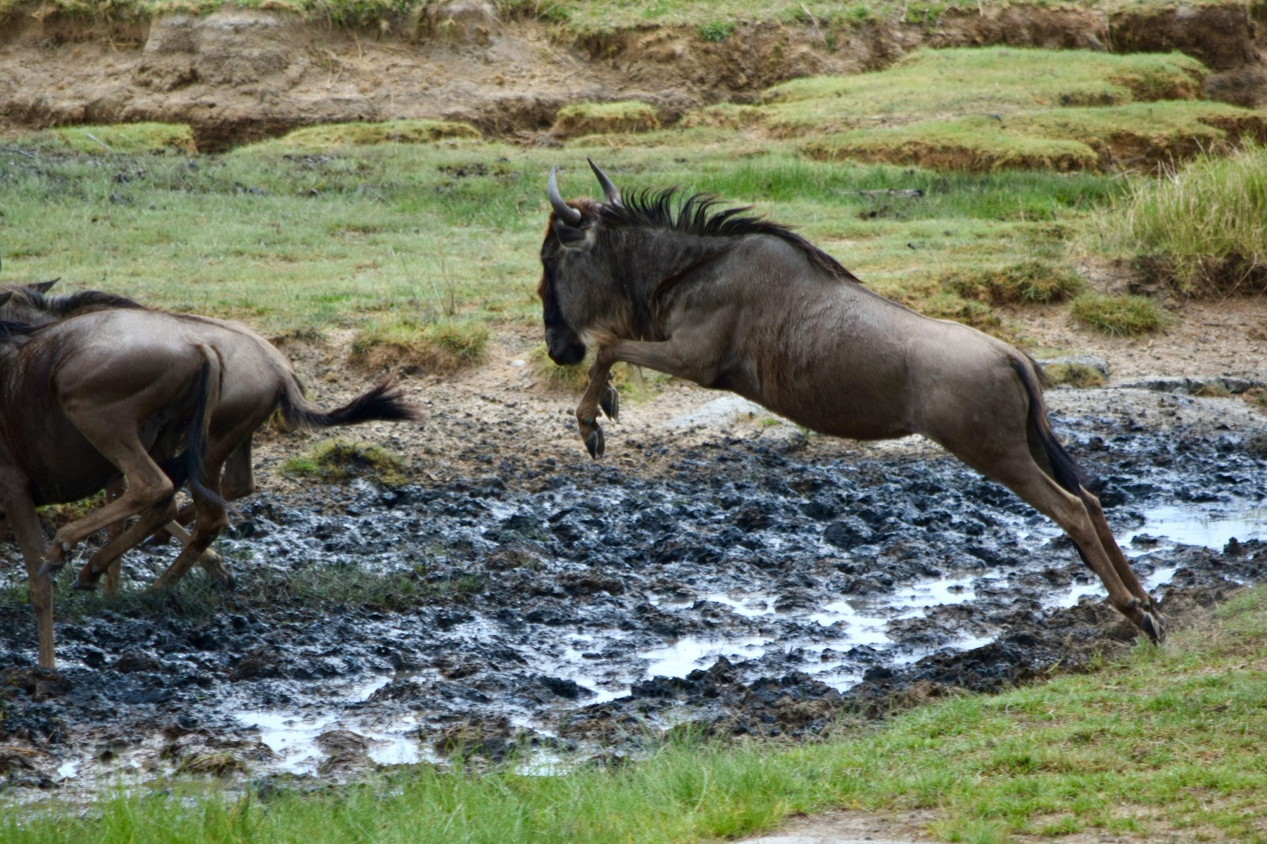 Great Migration Safari overview