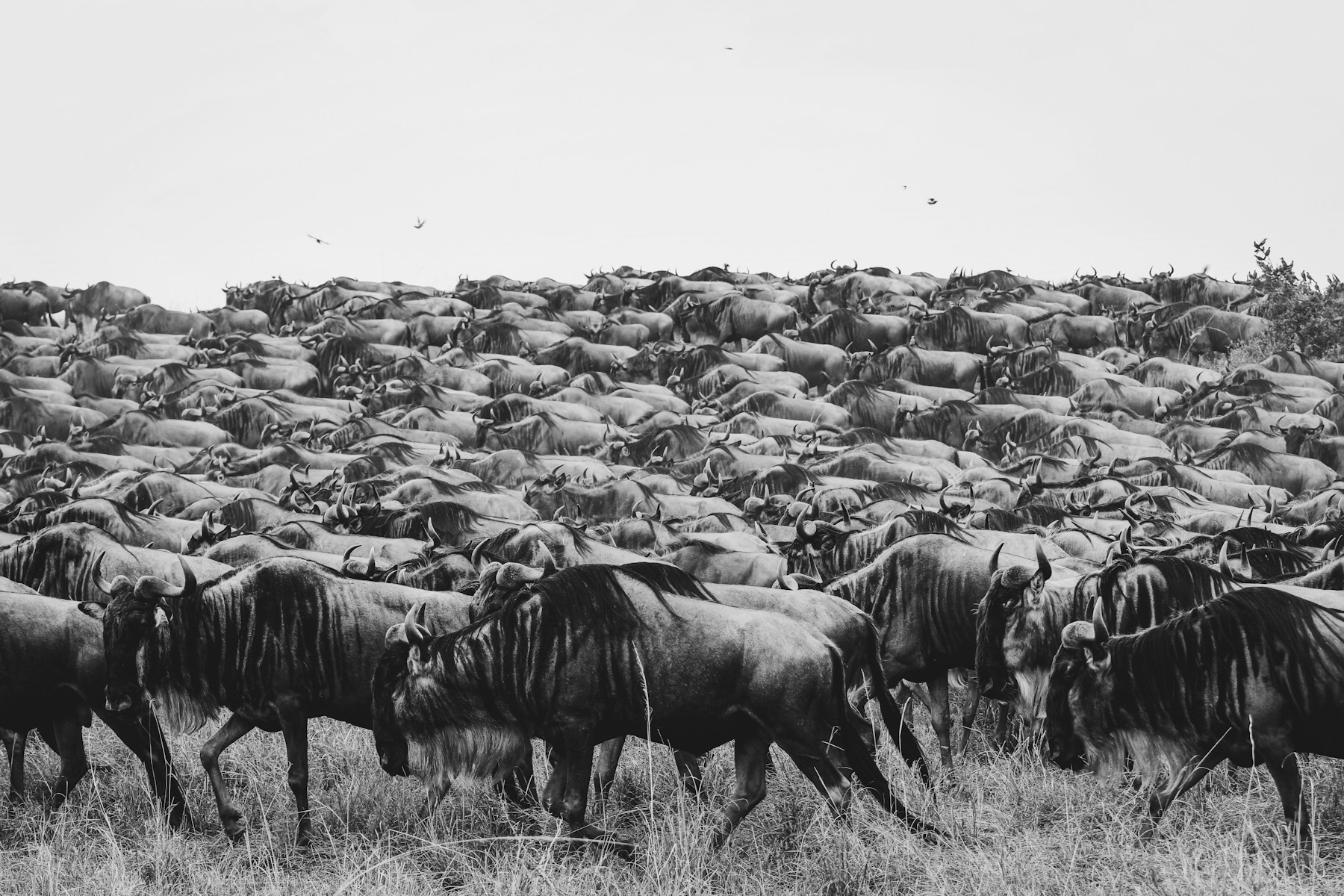 Serengeti, Tanzania