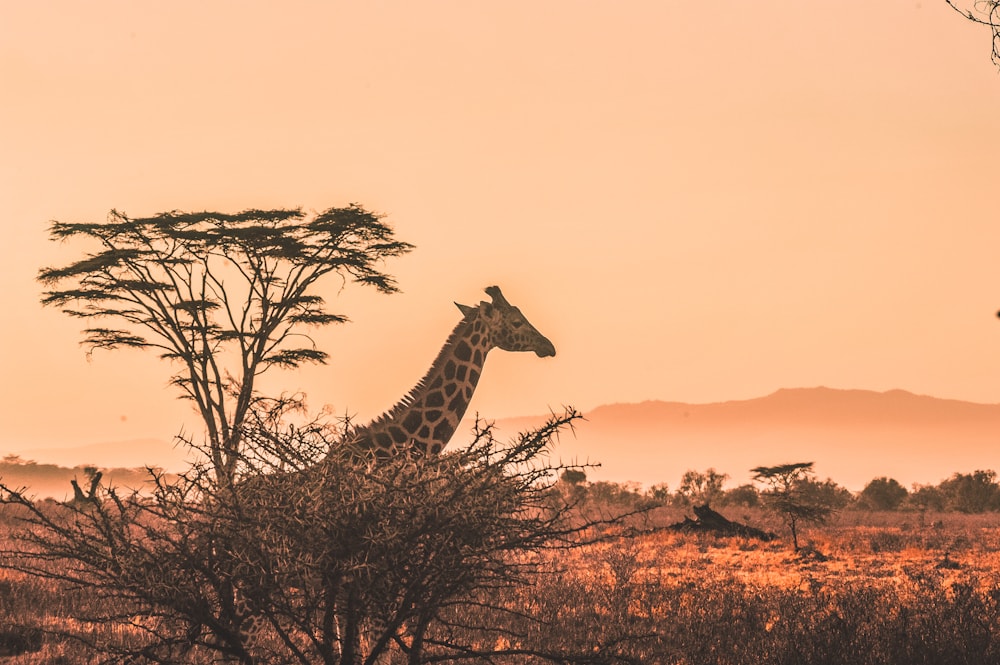 Birding Safaris in Uganda & Kenya & Tanzania