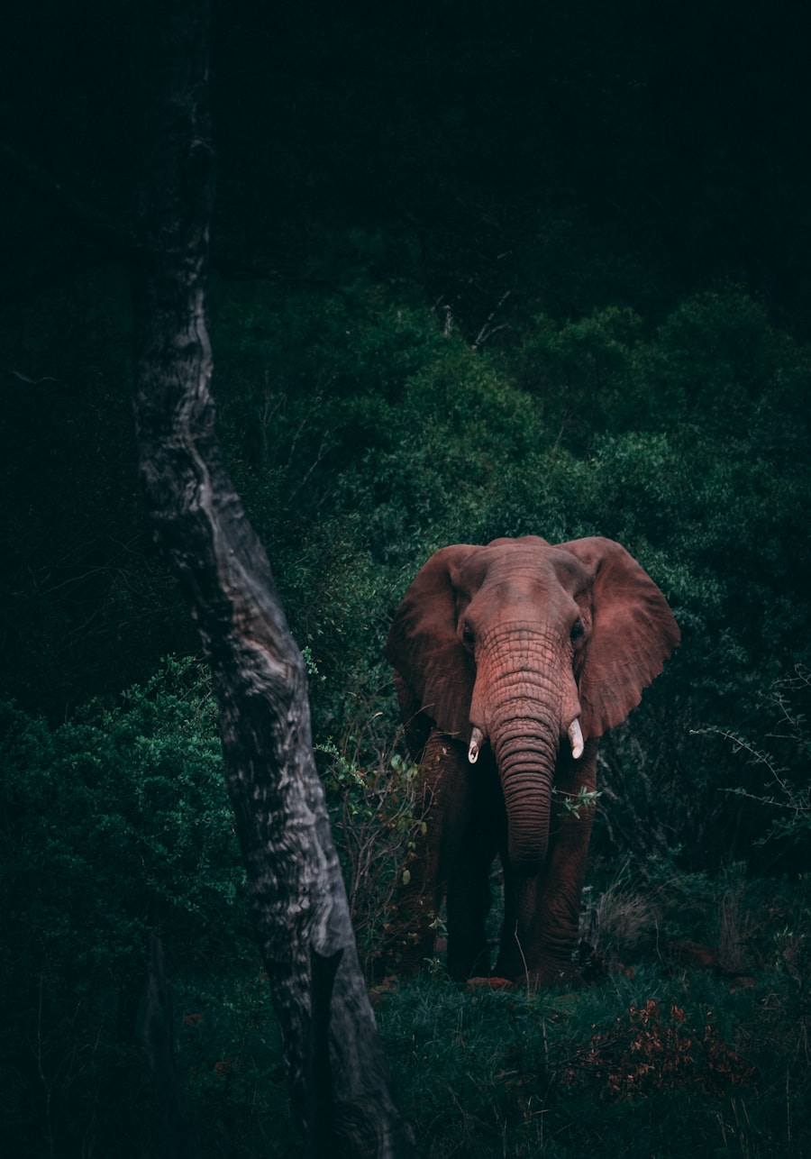 Photographic Safaris in Kenya & Tanzania & Rwanda