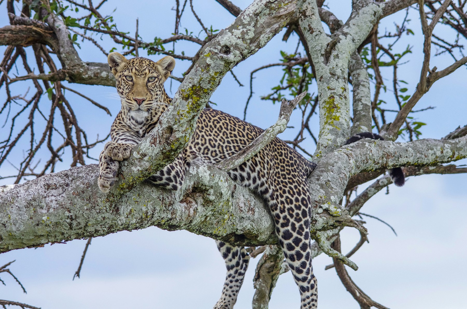 Photographic Safaris overview