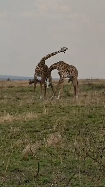 Janja Tours Instagram safari moment