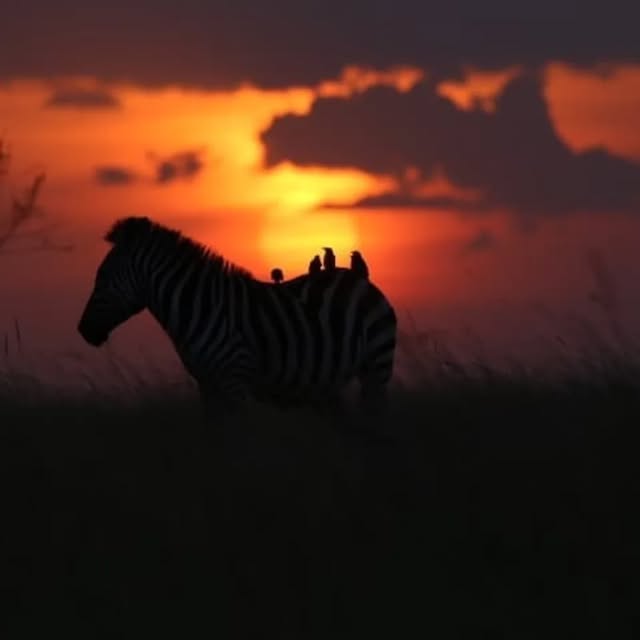 Janja Tours Instagram safari moment