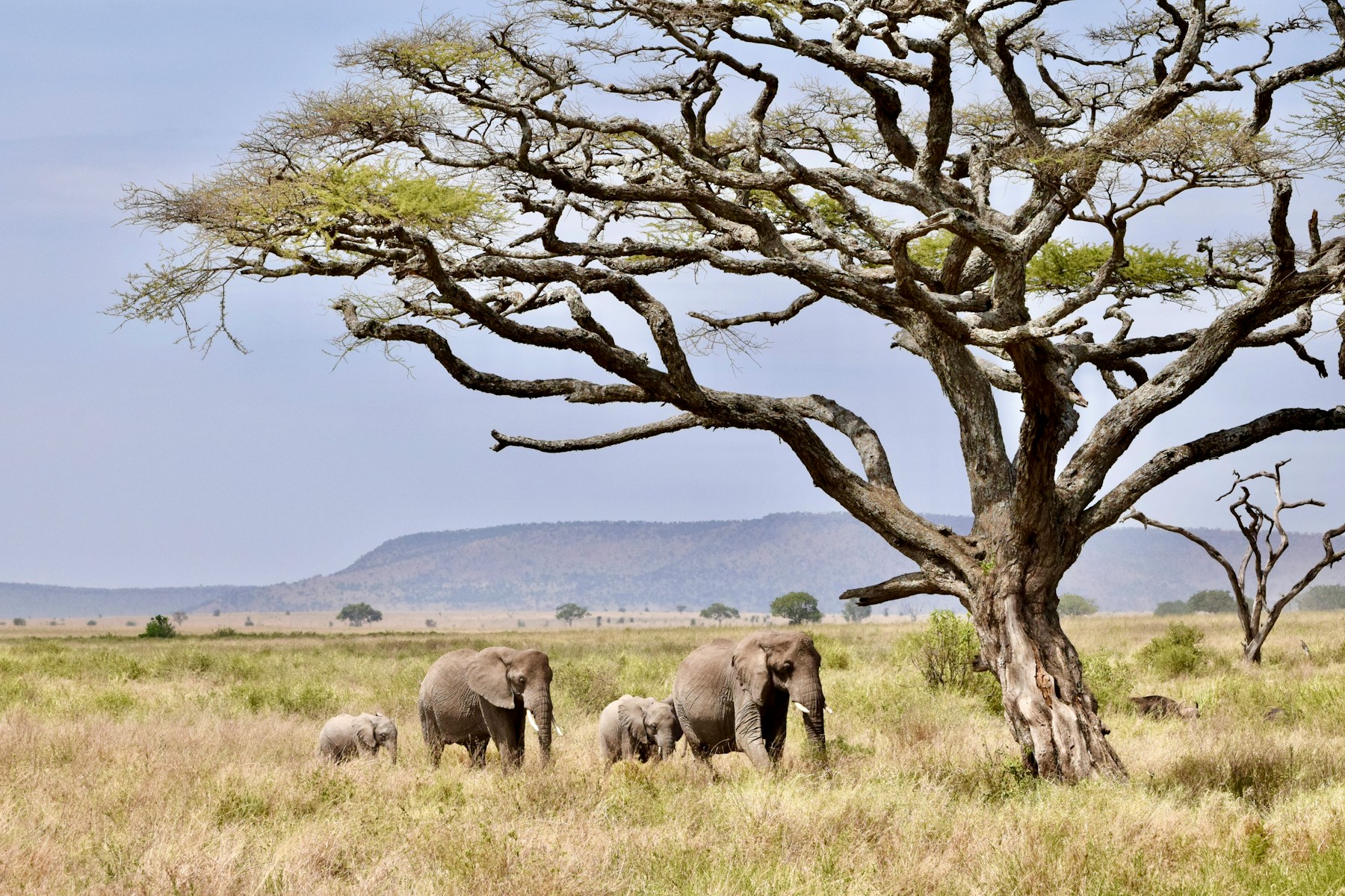 FAQs safari guide