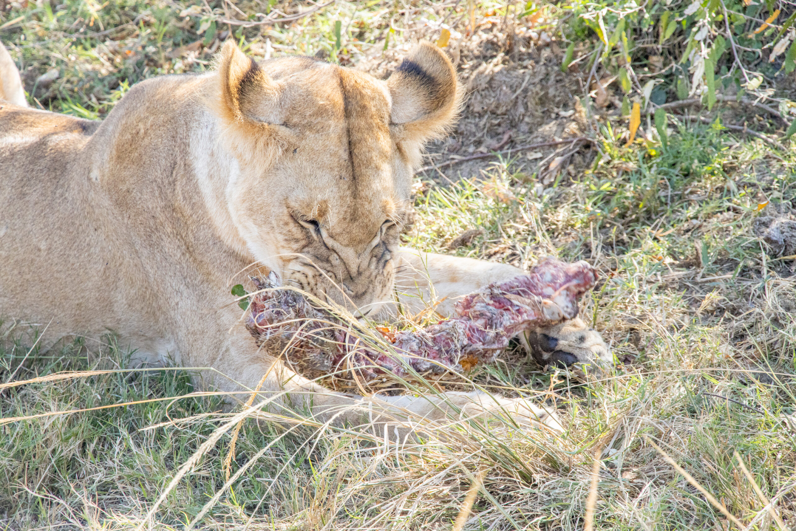 Tanzania safari landscape
