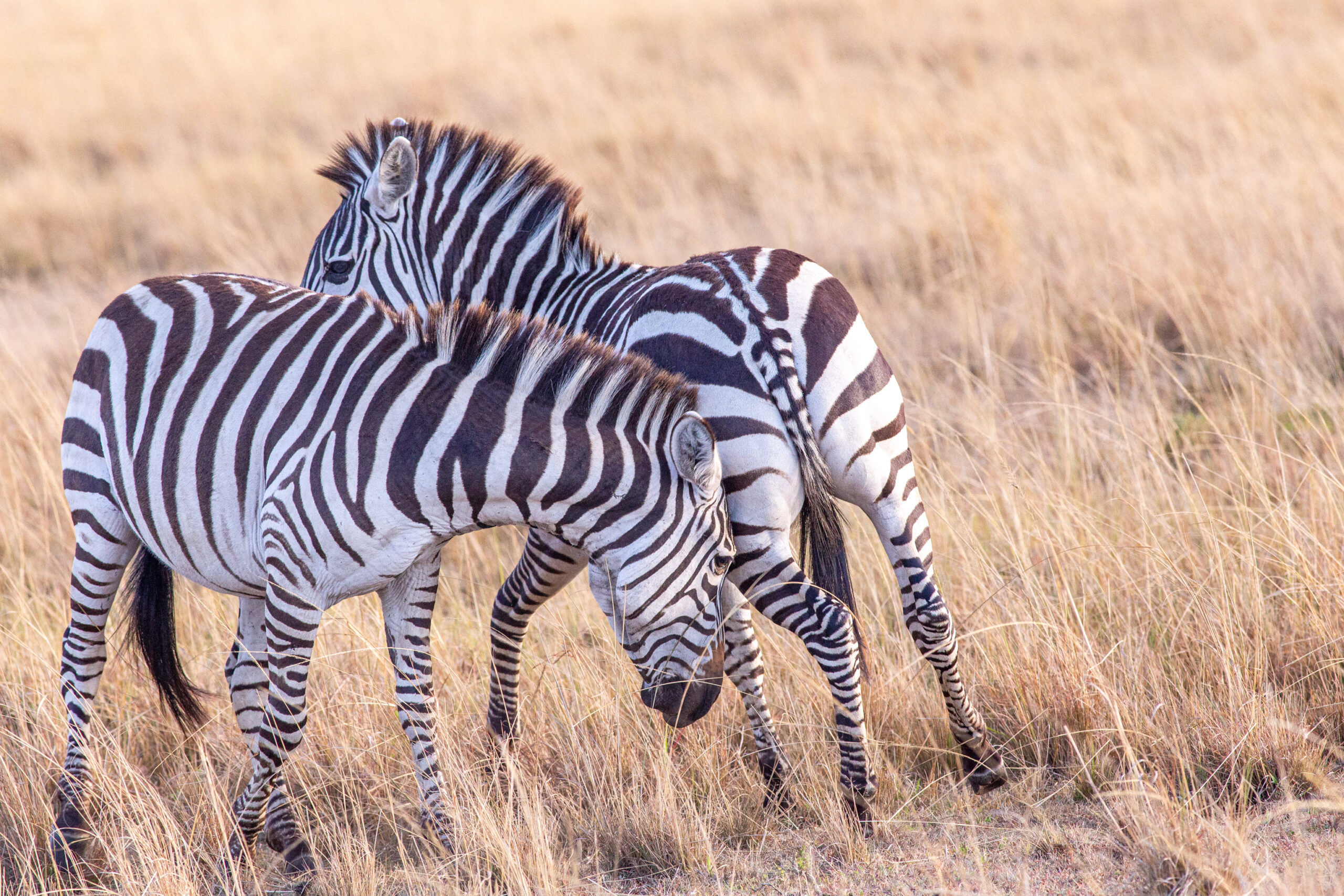 Kenya safari landscape