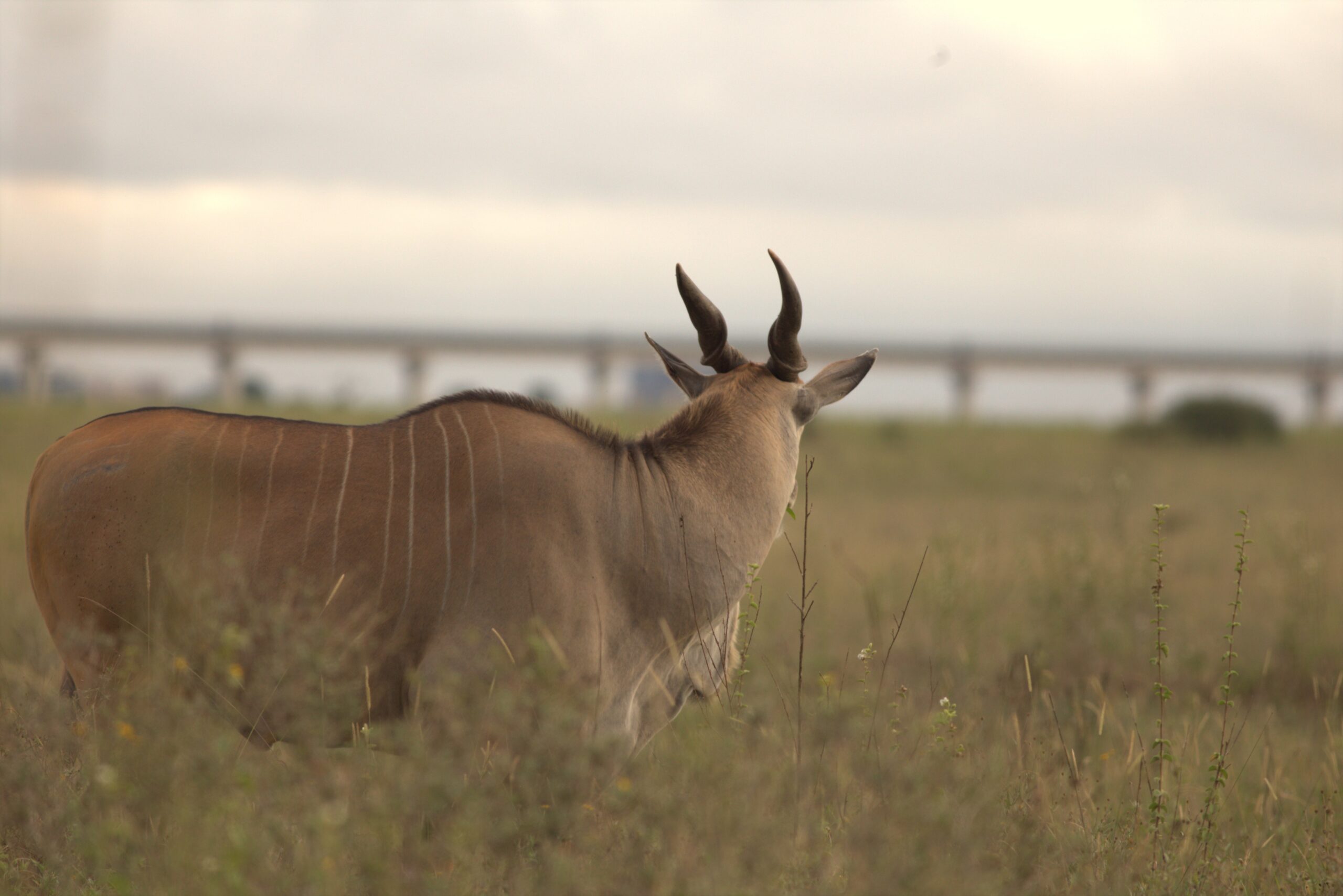 Nairobi National Park