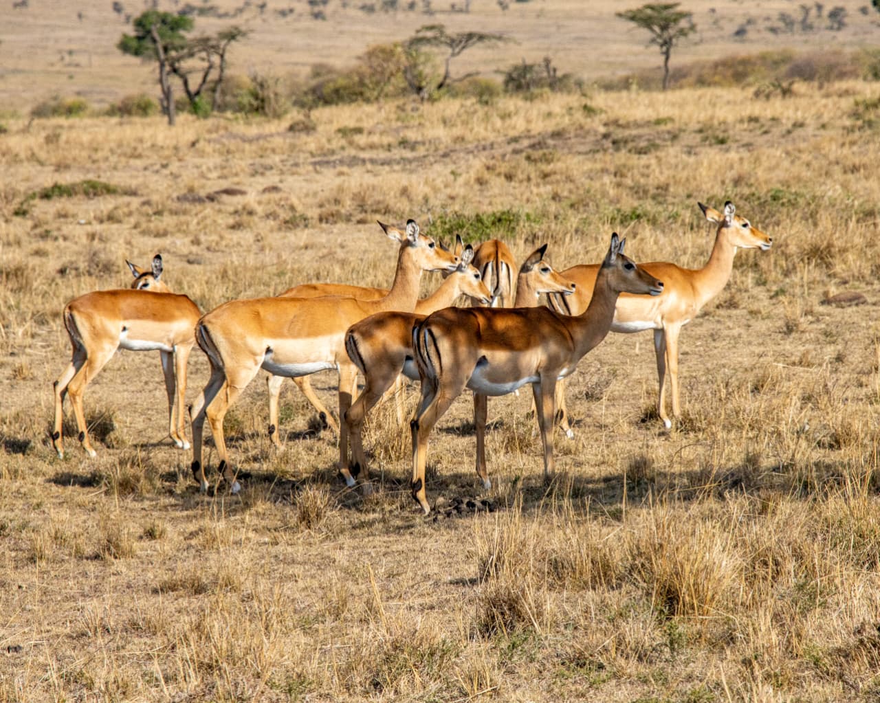 A quick wildlife getaway gallery moment 3