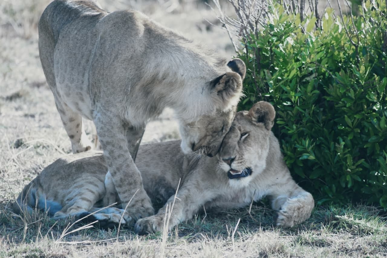 A quick wildlife getaway gallery moment 4