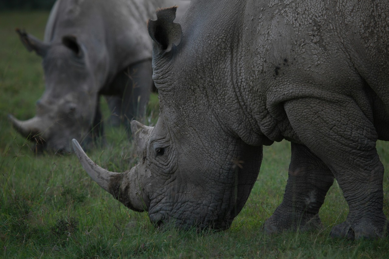Game Drives