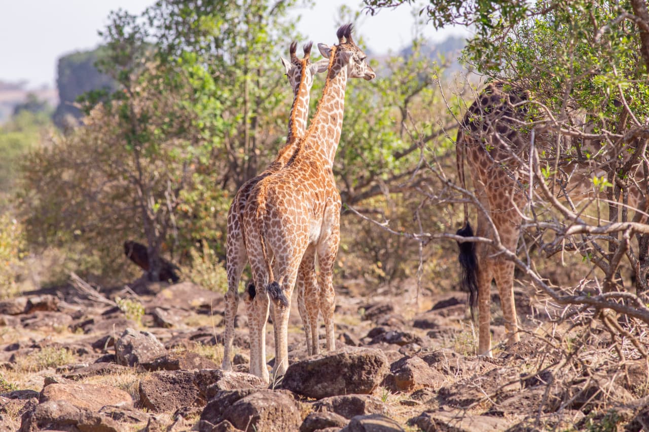 A quick wildlife getaway overview